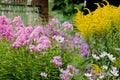 Pink phlox and other flowers outdoor Royalty Free Stock Photo