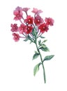 Pink phlox paniculata.