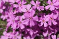 Pink Phlox plant - bloom detail