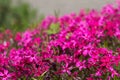 Pink Phlox subulata Creeping Phlox - creeping plant with small pink flowers to decorate flower beds. Floral background Royalty Free Stock Photo