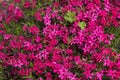 Pink Phlox subulata Creeping Phlox - creeping plant with small pink flowers to decorate flower beds. Floral background Royalty Free Stock Photo