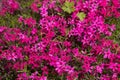 Pink Phlox subulata Creeping Phlox - creeping plant with small pink flowers to decorate flower beds. Floral background Royalty Free Stock Photo