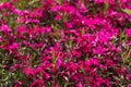 Pink Phlox subulata Creeping Phlox - creeping plant with small pink flowers to decorate flower beds. Floral background Royalty Free Stock Photo