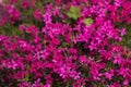 Pink Phlox subulata Creeping Phlox - creeping plant with small pink flowers to decorate flower beds. Floral background Royalty Free Stock Photo