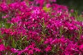 Pink Phlox subulata Creeping Phlox - creeping plant with small pink flowers to decorate flower beds. Floral background Royalty Free Stock Photo