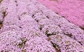 Pink phlox subulate Royalty Free Stock Photo