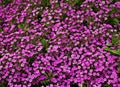 Pink Phlox subulate Royalty Free Stock Photo