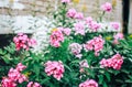 Flowers pink phloxes grow in the garden Royalty Free Stock Photo