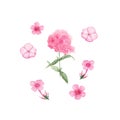 Pink Phlox. Watercolor hand painted illustration isolated on white background.