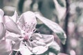 Pink picturesque spring flowers of apple, cherry close-up. Branch of sakura, blooming fruit spring tree. Copy space