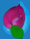 Pink Piece lilly illustration with sky blue background Royalty Free Stock Photo