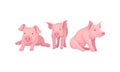Pink Pig as Even-toed Ungulate Domestic Animal in Different Poses Vector Set Royalty Free Stock Photo