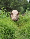 Pink Pig in Green Brush Royalty Free Stock Photo