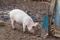 Pink pig is eating near old blue fence