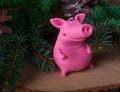 Symbol of the year 2019 pig, Christmas tree branches on wooden background