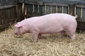 Young domestic peaceful happy pig runs across in the pigpen Royalty Free Stock Photo