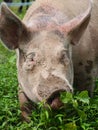 Pink Pig With Muddy Snout Portrait Royalty Free Stock Photo