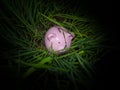 Pink pig piggy bank hidden in the back of rice seedlings, Find your own way to saving for retirement concept Royalty Free Stock Photo