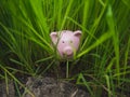 Pink piggy bank hidden in the back of rice seedlings, Find your own way to saving for retirement concept Royalty Free Stock Photo