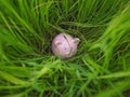 Pink piggy bank hidden in the back of rice seedlings, Find your own way to saving for retirement concept Royalty Free Stock Photo