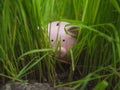 Pink pig piggy bank hidden in the back of rice seedlings, Find your own way to saving for retirement concept Royalty Free Stock Photo