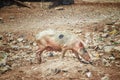 A pink pig running on Fadiouth Island in Senegal, Africa. There is garbage around. There is garbage around. It is the only place