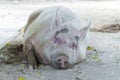 pink pig sleep in sand Royalty Free Stock Photo