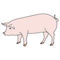 Pink pig vector illustration, cute big domestic animal. hand draw outline illustration