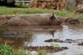Pink Pig Wallowing in Mud Pond