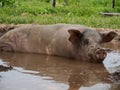 Pink Pig Wallowing in Mud Pond