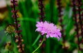 Pink Pigeon`s scabious flower with blurred lush green background