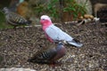 Pink Pigeon