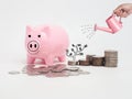 Pink piggy bank filled with coins on white background.Saving i Royalty Free Stock Photo