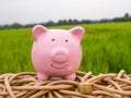 Pink piggy bank with gold coins pile on the green rice field background, Saving money for future plan and retirement fund concept Royalty Free Stock Photo