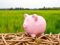 Pink piggy bank with gold coins pile on the green rice field background, Saving money for future plan and retirement fund concept Royalty Free Stock Photo