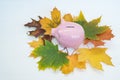 Pink piggy Bank surrounded by autumn leaves on white background. Autumn sale discounts black Friday