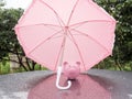 Pink Piggy bank with umbrella On a rainy day Saving money for any storm problem will come concept for finance, insurance, Royalty Free Stock Photo