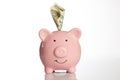 Pink piggy bank with US dollar bills on a white background Royalty Free Stock Photo