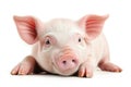 Pink piglet lying on a white background Royalty Free Stock Photo