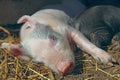 Pink piglet sleeping and basking in farm