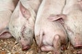 Pink piglets close up.