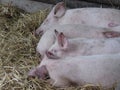 Pink piglets lying down on straw