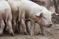 Pink pigs wallowing in the mud