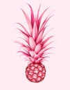 Pink pineapple isolated on pink background. Watercolor illustration.