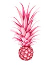 Pink pineapple isolated on white background. Watercolor illustration.