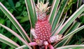 Pink pineapple in Bogor Royalty Free Stock Photo