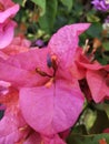 Pink pinkish bougainvillea flowers in school park bungakertas Royalty Free Stock Photo