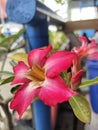 A pink pinky frangipani flowers at harbor