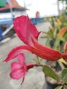 A pink pinky frangipani flowers at harbor