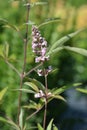 Pink pinnacle Vitex Royalty Free Stock Photo